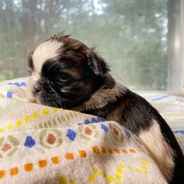 Joseph 2000 dollars - Sable and white male Shih Tzu puppy in Cullman, Alabama from Divine Hill Farm