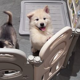 Frosty - White female Alaskan Malamute puppy in Sandy, Oregon from NORTH WINDS ALASKAN MALAMUTES