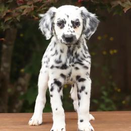 Orange - White and black female Dalmatian puppy in Cottage Grove, Oregon from Hidden Hills Dalmatians