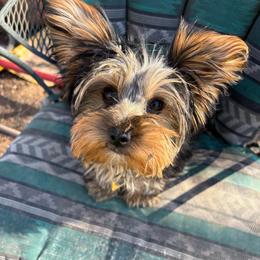 Coco - Black and gold female Yorkshire Terrier puppy in Phoenix, Arizona from Coursey’s Yorkies