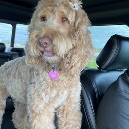 Maddy - Australian Labradoodle