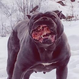 Ravenna  - Cane Corso
