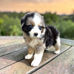 Camo Schmidt - Blue merle male Australian Shepherd puppy in Statesville, North Carolina from Charming Australian Shepherds