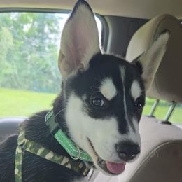 Companion Cross and Siberian Husky Puppies from High Mountain Crosses