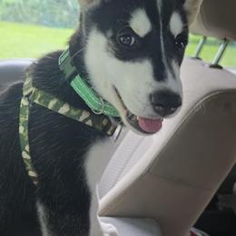Companion Cross and Siberian Husky Puppies from High Mountain Crosses