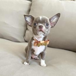 Fabio - Silver and white male Chihuahua puppy in Mesa, Arizona from Arizona Dream Chihuahuas