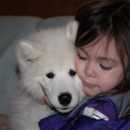 Samoyed Puppies from Wintersong Samoyeds