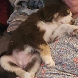 Iris - Red tri-color female Miniature American Shepherd puppy in Vancouver, Washington from BonDrew's Miniature American Shepherds