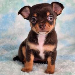 Rapunzel - Chocolate and tan female Chihuahua puppy in West New York, New Jersey from Pixie’s Magical Puppies