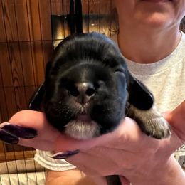 Tri Male- Bubba - Black white and tan male Cocker Spaniel puppy in Columbia, South Carolina from Fleur de Lis Cockers- Cuchna Cockers
