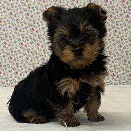 Roamie - Blue and gold male Yorkshire Terrier puppy in Monticello, Iowa from Ashley’s Puppies