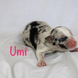 Umi - Blue merle female Border Collie puppy in Cedartown, Georgia from Ferguson Border Collies