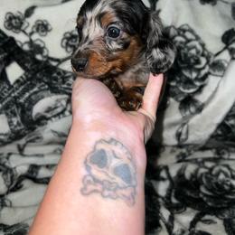 Asher - Dapple male Dachshund puppy in La Junta, Colorado from Royal King’s Mini Dachshunds