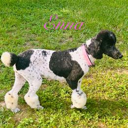 Poodle Puppies from Semmy’s standard Poodle
