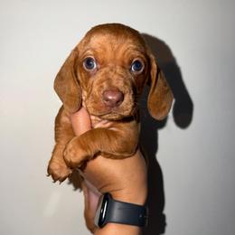 Sandy - Red female Dachshund puppy in Nuevo, California from Weenie Hut Jrs