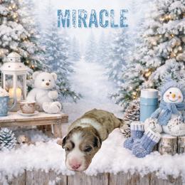 Miracle - Brindle merle and white male American Corgi puppy in Temple, Texas from Silver Moon Cardigan and American Corgis