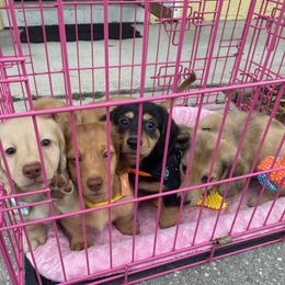 Dachshund Puppies from Hetu's Dachshunds