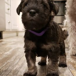 Miniature Schnauzer Puppies from Lockwood Schnauzers