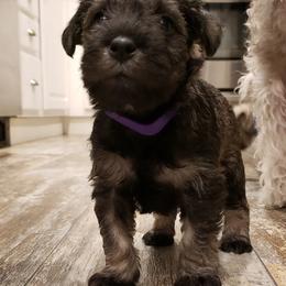 Miniature Schnauzer Puppies from Lockwood Schnauzers