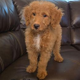 Blue Collar Male - Red male Double Doodle puppy in Killeen, Texas from Parrish Precious Ones Texas