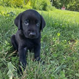 Silver Boy - Yellow male Labrador Retriever puppy in Potosi, Wisconsin from Point and Flush Gun Dogs