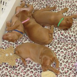 Pharaoh Hound Puppies from Du Ciel Pharaoh Hounds