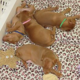 Pharaoh Hound Puppies from Du Ciel Pharaoh Hounds