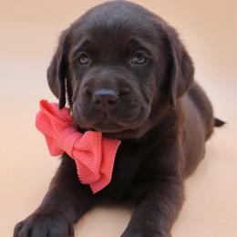 Hot pink collar - Chocolate female Labrador Retriever puppy in Dunnellon, Florida from Quail Meadow Labradors