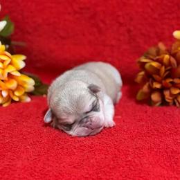 Cream Boy - Cream male Pug puppy in Tulsa, Oklahoma from Locust Creek Pugs & Japanese Chin's