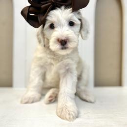 Marshmallow - Parti female Goldendoodle puppy in Peoria, Arizona from Cactus Doods