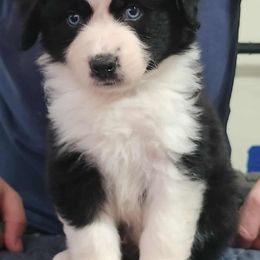 Black Tri boy - Black tri male Miniature American Shepherd puppy in Norfolk, Virginia from Givadem