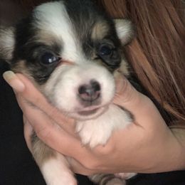 American Corgi and Pembroke Welsh Corgi Puppies from Chaotic Corgi’s