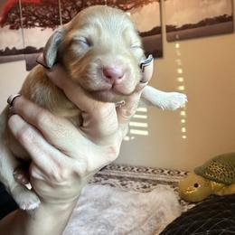BOY 2 - Cream male Dachshund puppy in Hutto, Texas from R.G. Dachshunds