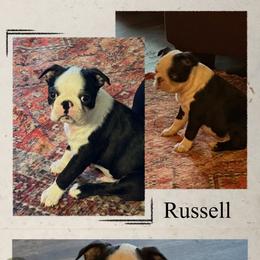 Russell - Seal and white male Boston Terrier puppy in Jacksonville, Florida from Trail’s End Boston Terriers