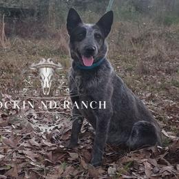 Azula - AKC - Australian Cattle Dog