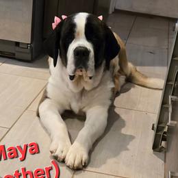 Maya - Saint Bernard