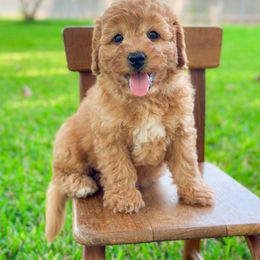 Amos - Red male Bernedoodle puppy in Pledger, Texas from Sugarbear Cockapoos