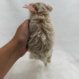 Light pink - Apricot female Maltipoo puppy in Turlock, California from 209PuppiesCaliforniaMaltipoo