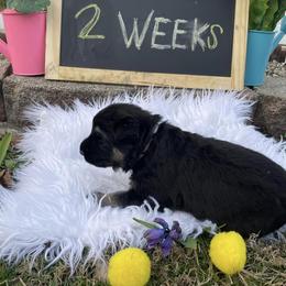 Shiloh Shepherd Puppies from Echo Shilohs