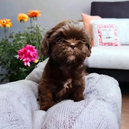 Shih Tzu Puppies from Rollins Farms Shih Tzus