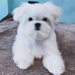 Bichon Frise, German Shepherd, and Maltese Puppies from Top Shepherd -Bichon Frisé-Maltise