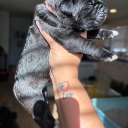 Cane Corso Puppies from Bellissima Cala Cane Corso