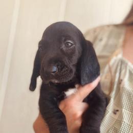 Dorothy - Black and white female Basset Hound puppy in Yarnell, Arizona from Boulder Oak Bassets
