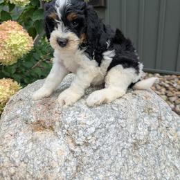 Jack - Tri-color male Bernedoodle puppy in Beach City, Ohio from Blue Cloud Doodles