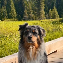Smokey - Miniature American Shepherd