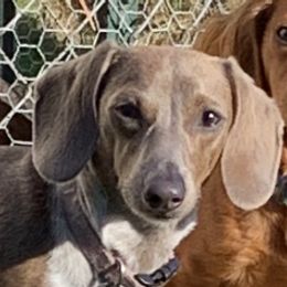 Ruby  - Dachshund