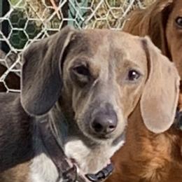 Ruby  - Dachshund