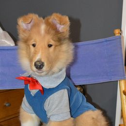 Collie Puppies from Avalon Collies
