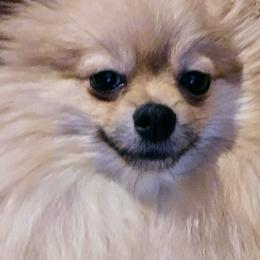 Cadi - Pomeranian
