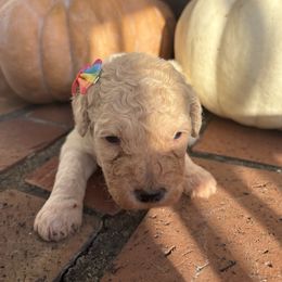 Hot Brown - Cream female Goldendoodle puppy in Camden, North Carolina from Oopsie Doodles of NC